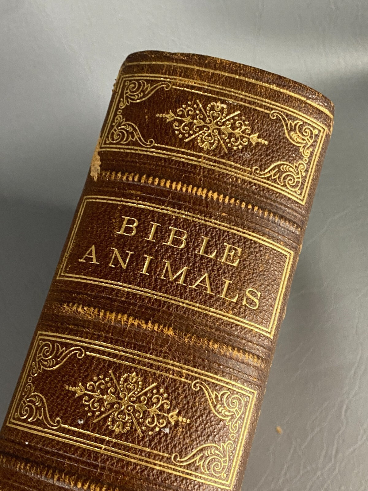 1875 BIBLE ANIMALS WILDLIFE NATURAL HISTORY EVOLUTION BIRDS REPTILES ETC ANTIQUE