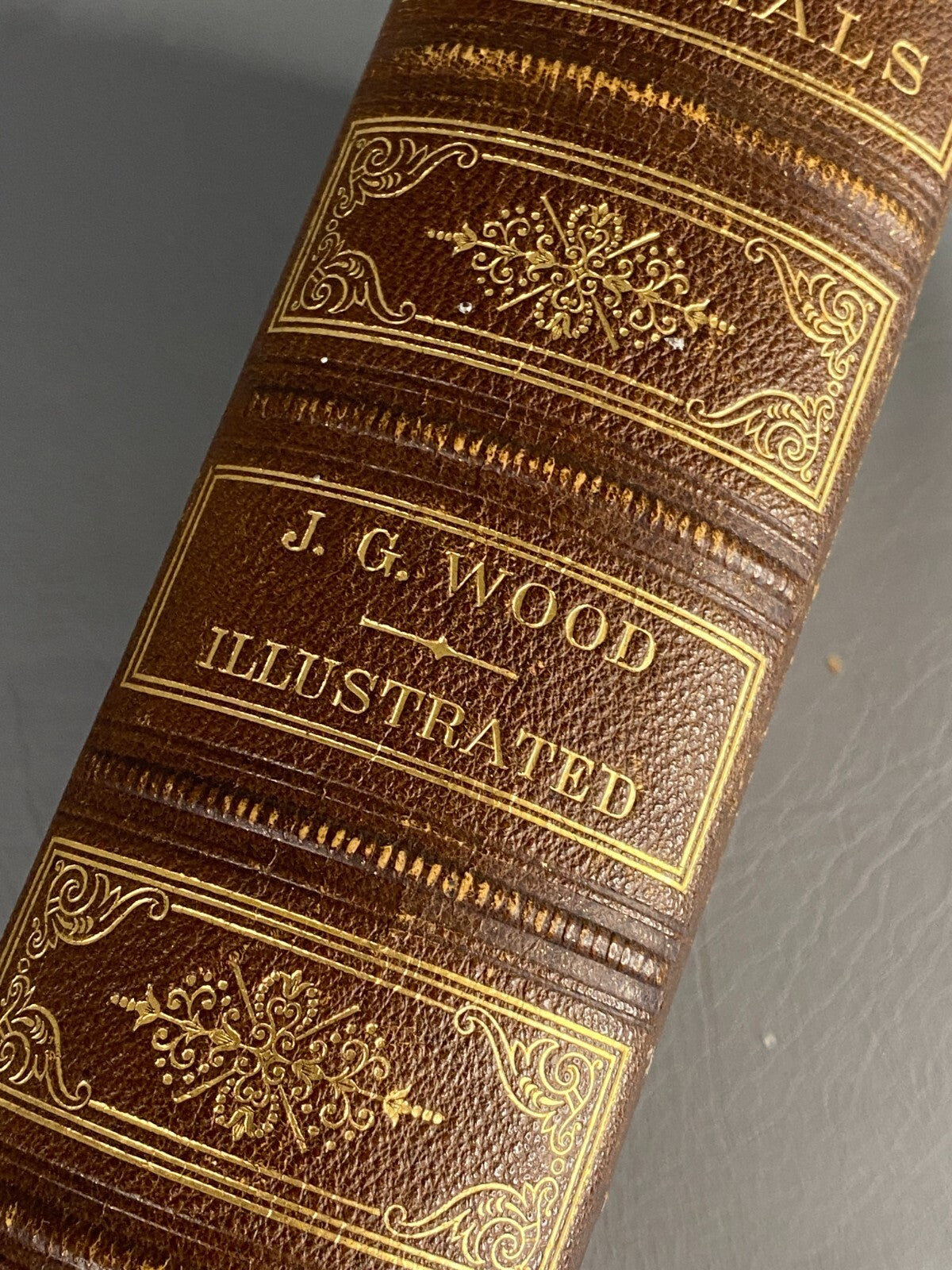 1875 BIBLE ANIMALS WILDLIFE NATURAL HISTORY EVOLUTION BIRDS REPTILES ETC ANTIQUE