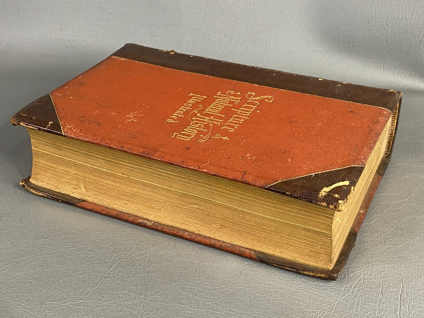 1875 BIBLE ANIMALS WILDLIFE NATURAL HISTORY EVOLUTION BIRDS REPTILES ETC ANTIQUE