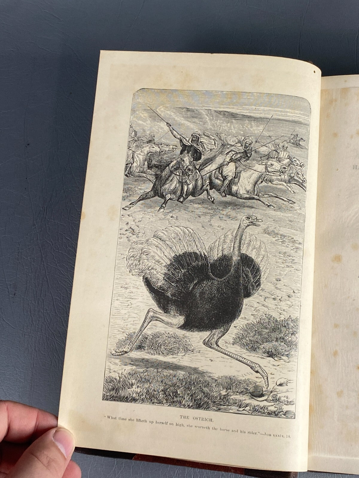 1875 BIBLE ANIMALS WILDLIFE NATURAL HISTORY EVOLUTION BIRDS REPTILES ETC ANTIQUE