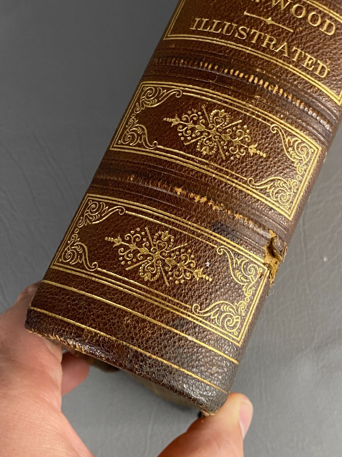 1875 BIBLE ANIMALS WILDLIFE NATURAL HISTORY EVOLUTION BIRDS REPTILES ETC ANTIQUE