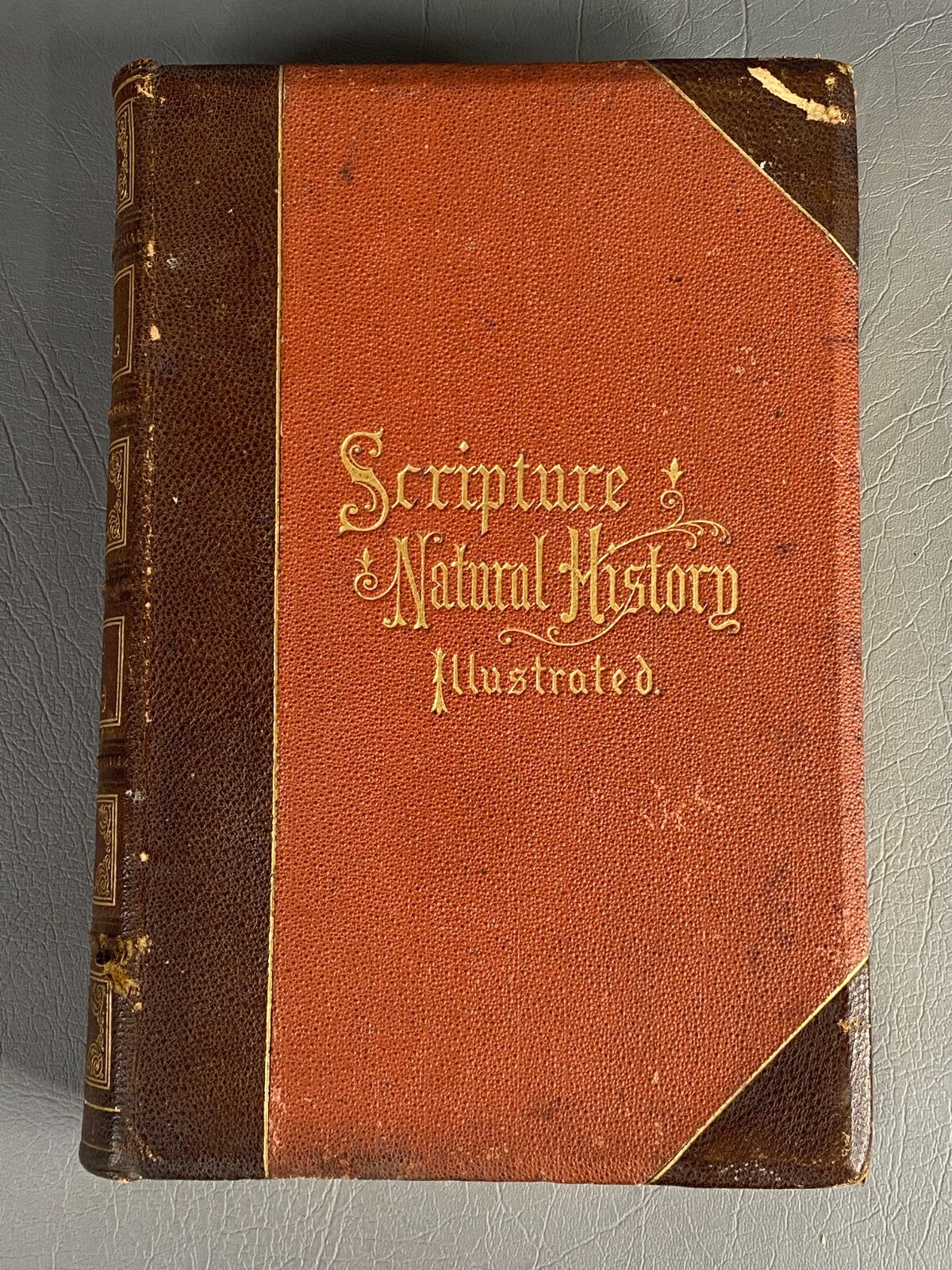 1875 BIBLE ANIMALS WILDLIFE NATURAL HISTORY EVOLUTION BIRDS REPTILES ETC ANTIQUE