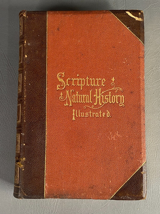 1875 BIBLE ANIMALS WILDLIFE NATURAL HISTORY EVOLUTION BIRDS REPTILES ETC ANTIQUE