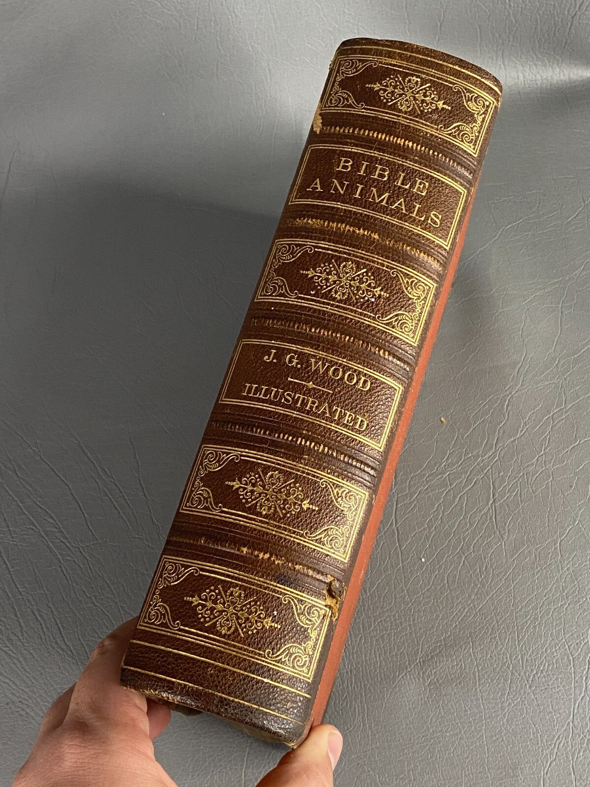 1875 BIBLE ANIMALS WILDLIFE NATURAL HISTORY EVOLUTION BIRDS REPTILES ETC ANTIQUE